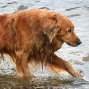 Photo de Golden retriever