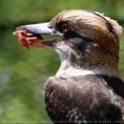 Photo de Martin chasseur gant