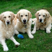 Photo de Golden retriever