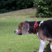 Photo de Beagle