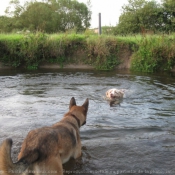 Photo de Berger belge malinois