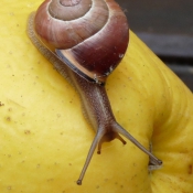 Photo d'Escargot