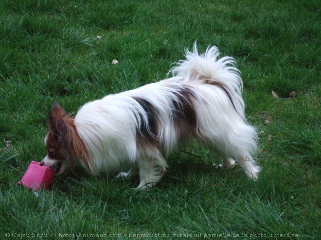 Photo d'Epagneul nain papillon