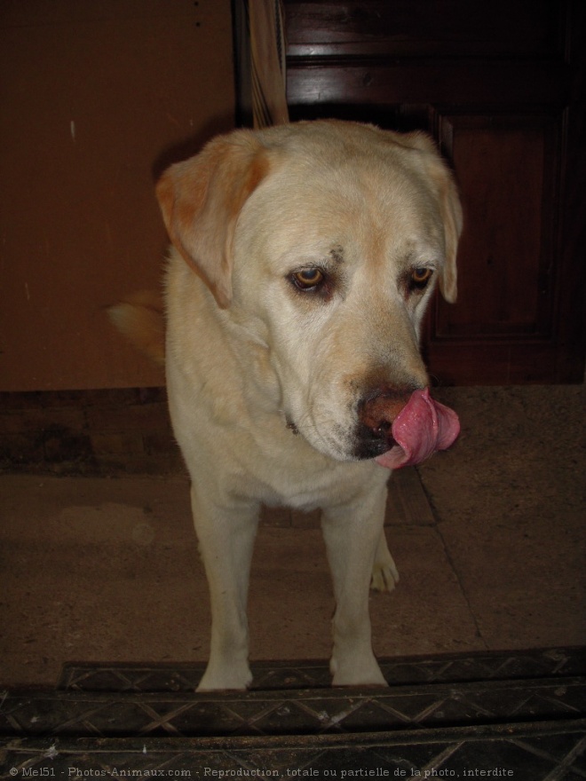 Photo de Labrador retriever