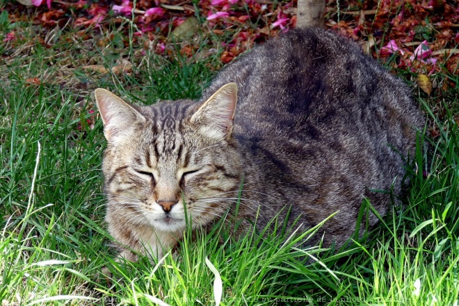 Photo de Chat domestique