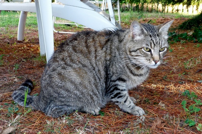 Photo de Chat domestique