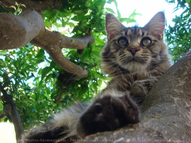 Photo de Maine coon