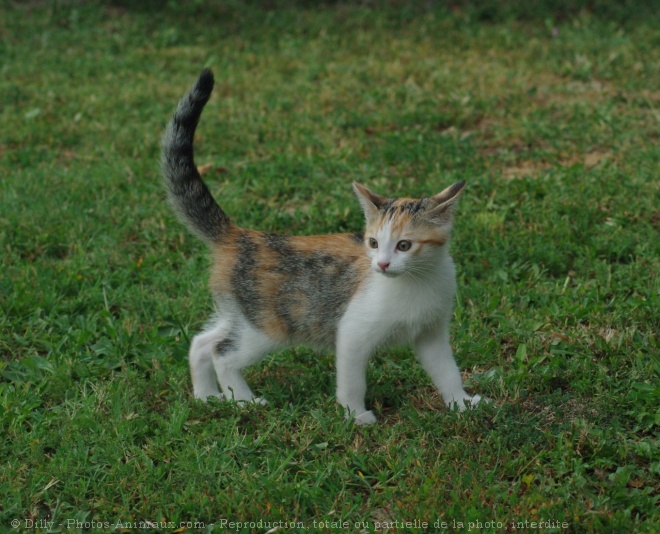 Photo de Chat domestique