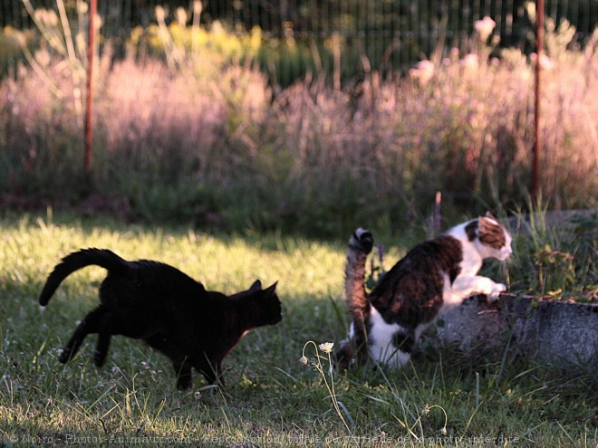 Photo de Chat domestique