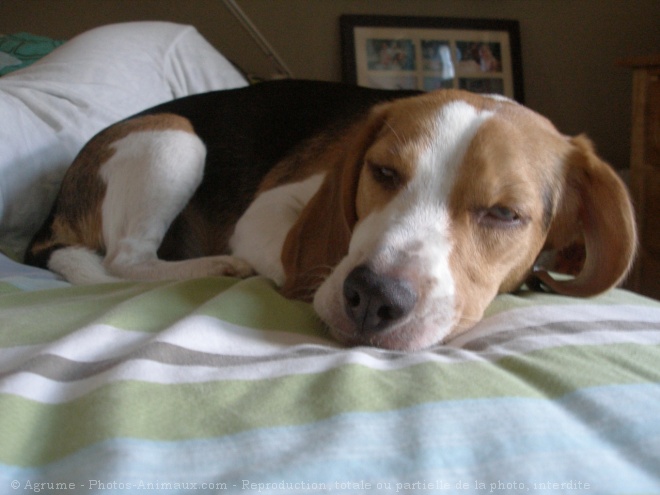 Photo de Beagle