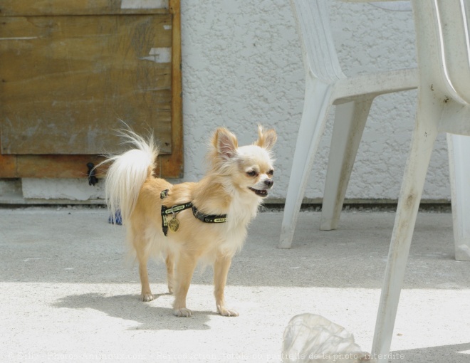 Photo de Chihuahua  poil long