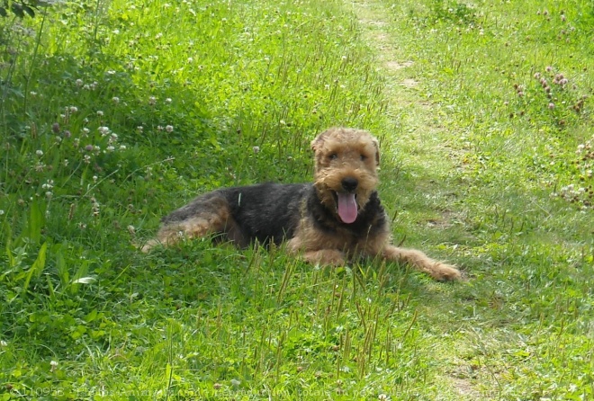 Photo d'Airedale terrier