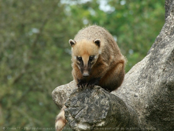 Photo de Coati