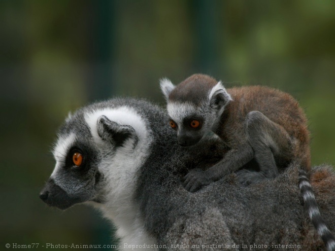 Photo de Lmurien - maki catta