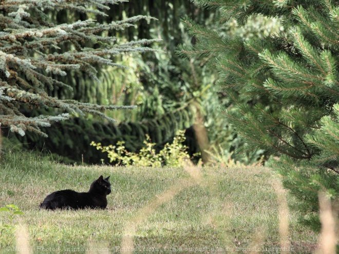 Photo de Chat domestique