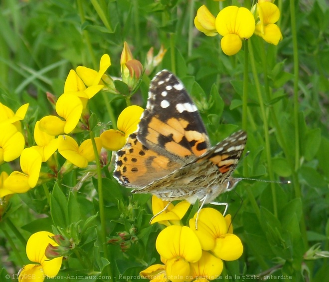 Photo de Papillon