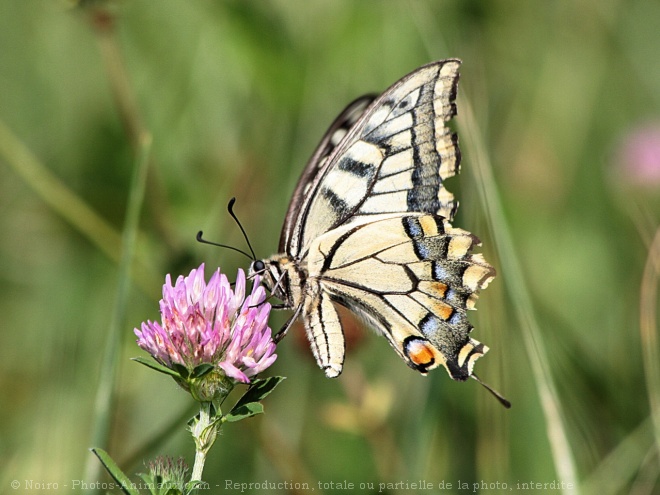 Photo de Papillon - machaon