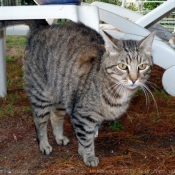 Photo de Chat domestique