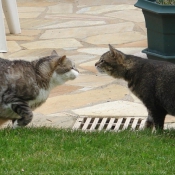 Photo de Chat domestique