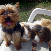 Photo de Yorkshire terrier