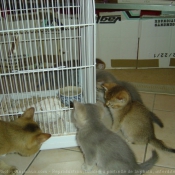 Photo de British shorthair