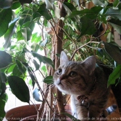 Photo de British shorthair