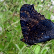 Photo de Papillon