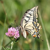 Photo de Papillon - machaon