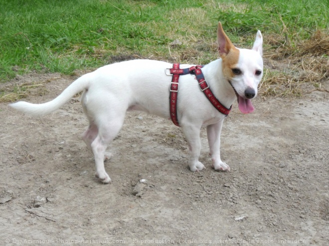 Photo de Jack russell terrier