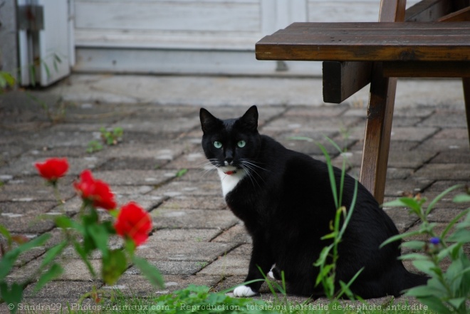 Photo de Chat domestique