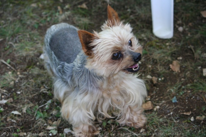 Photo de Yorkshire terrier