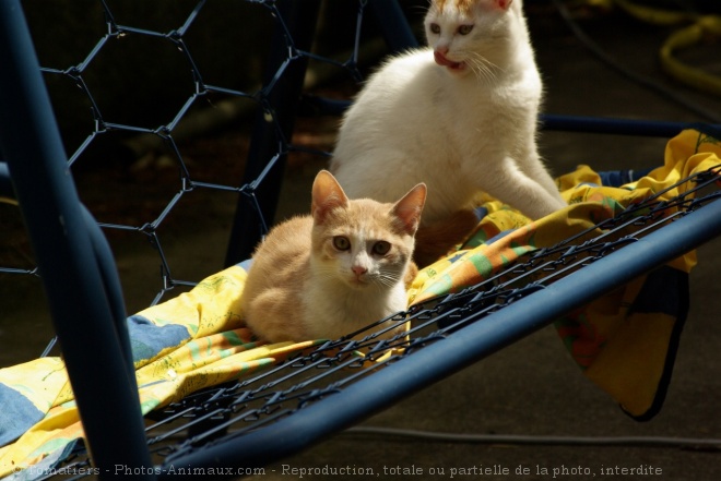 Photo de Chat domestique