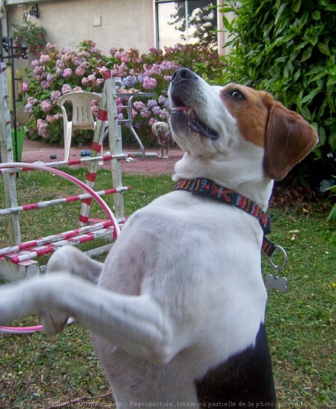 Photo de Beagle