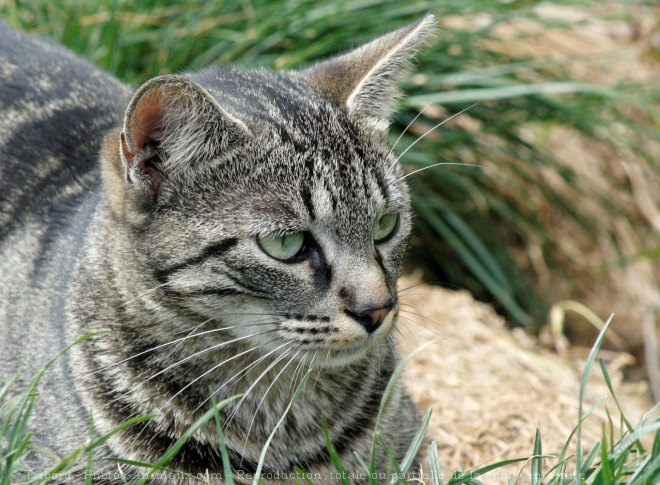 Photo de Chat domestique