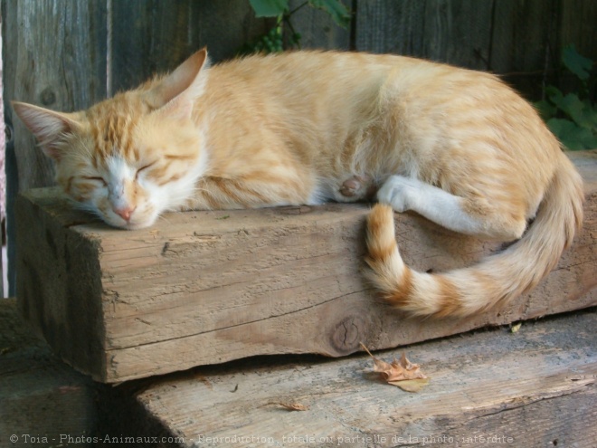 Photo de Chat domestique