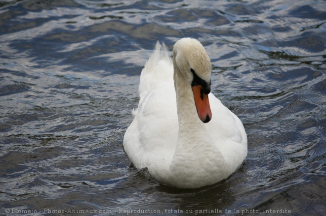 Photo de Cygne