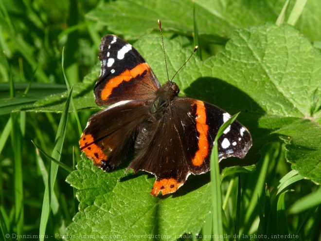 Photo de Papillon