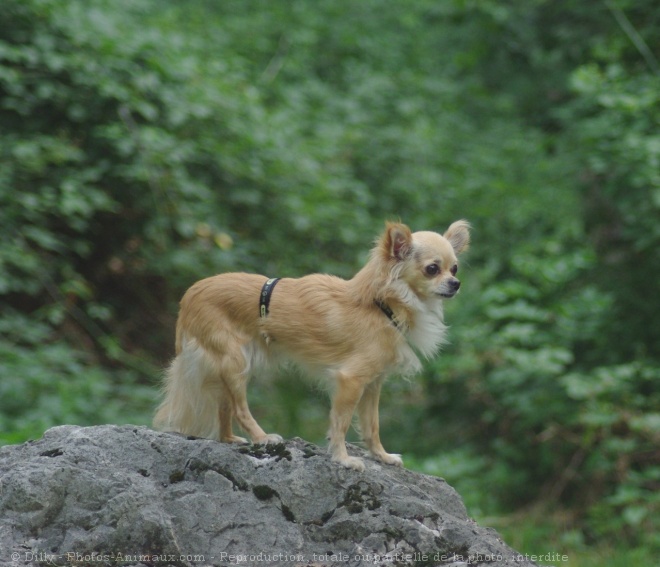 Photo de Chihuahua  poil long