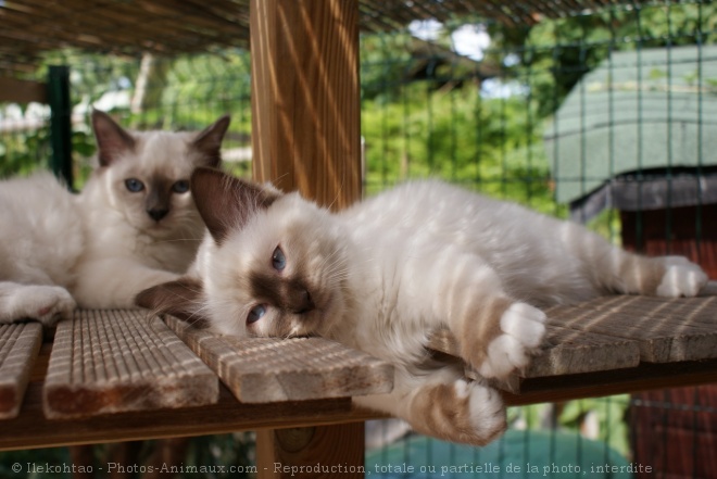 Photo de Sacr de birmanie