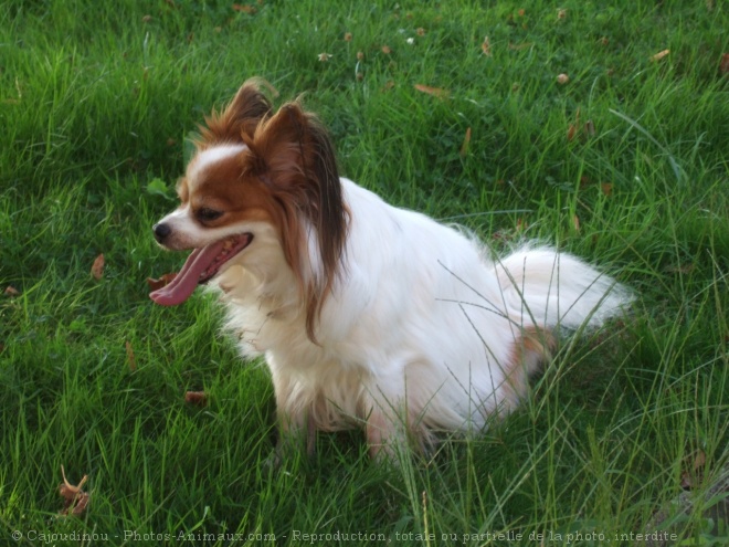 Photo d'Epagneul nain papillon