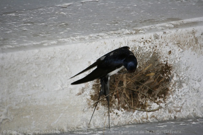 Photo de Hirondelle