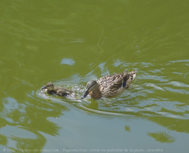 Photo de Canard colvert