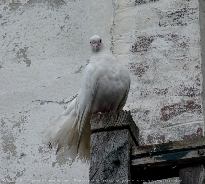 Photo de Pigeon