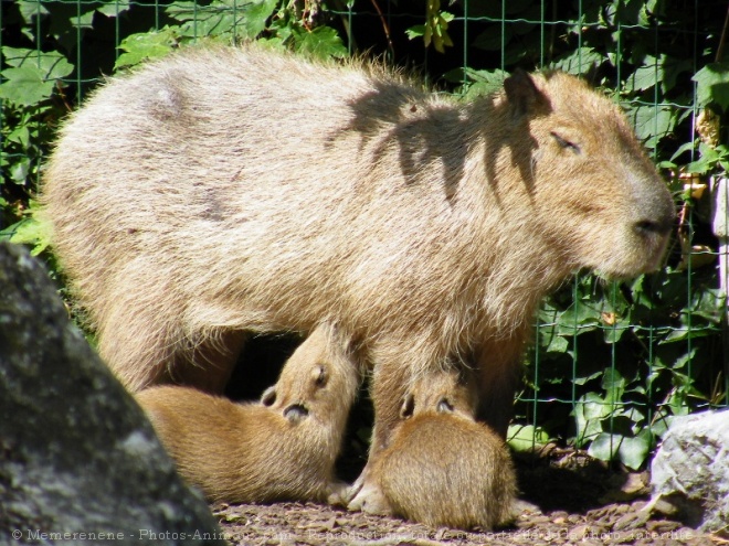 Photo de Cabiai ou capybara