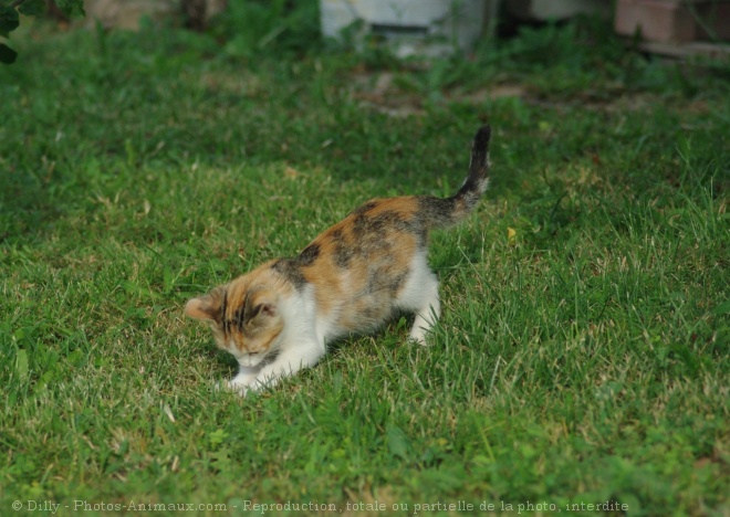 Photo de Chat domestique