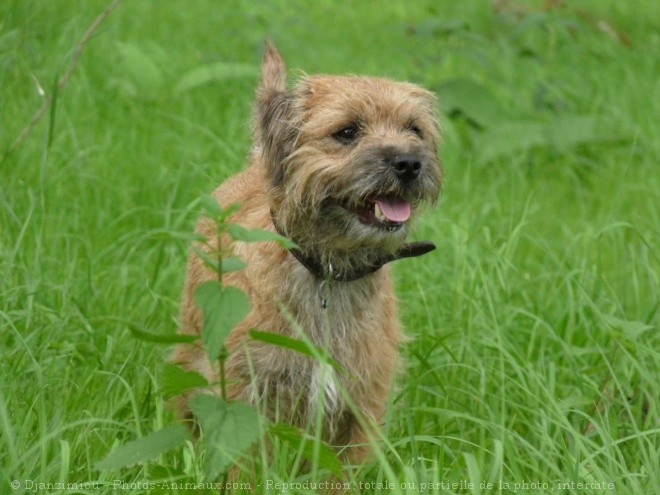 Photo de Border terrier