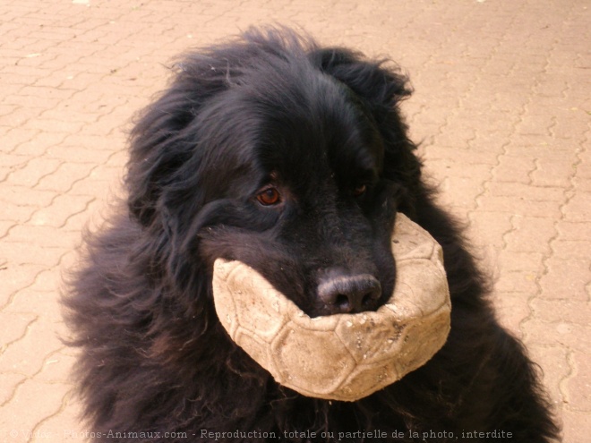 Photo de Chien de terre-neuve