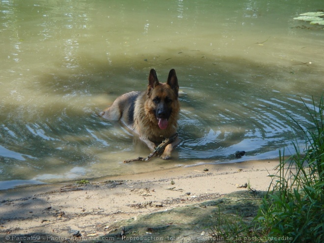 Photo de Berger allemand  poil court