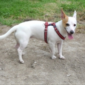 Photo de Jack russell terrier