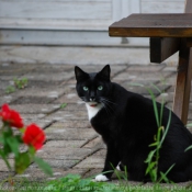 Photo de Chat domestique